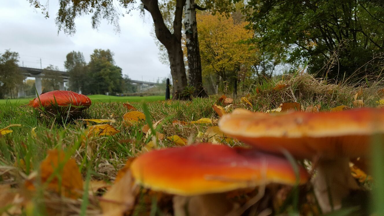 2016 28 okt IMG-20161028-WA0018 (3)