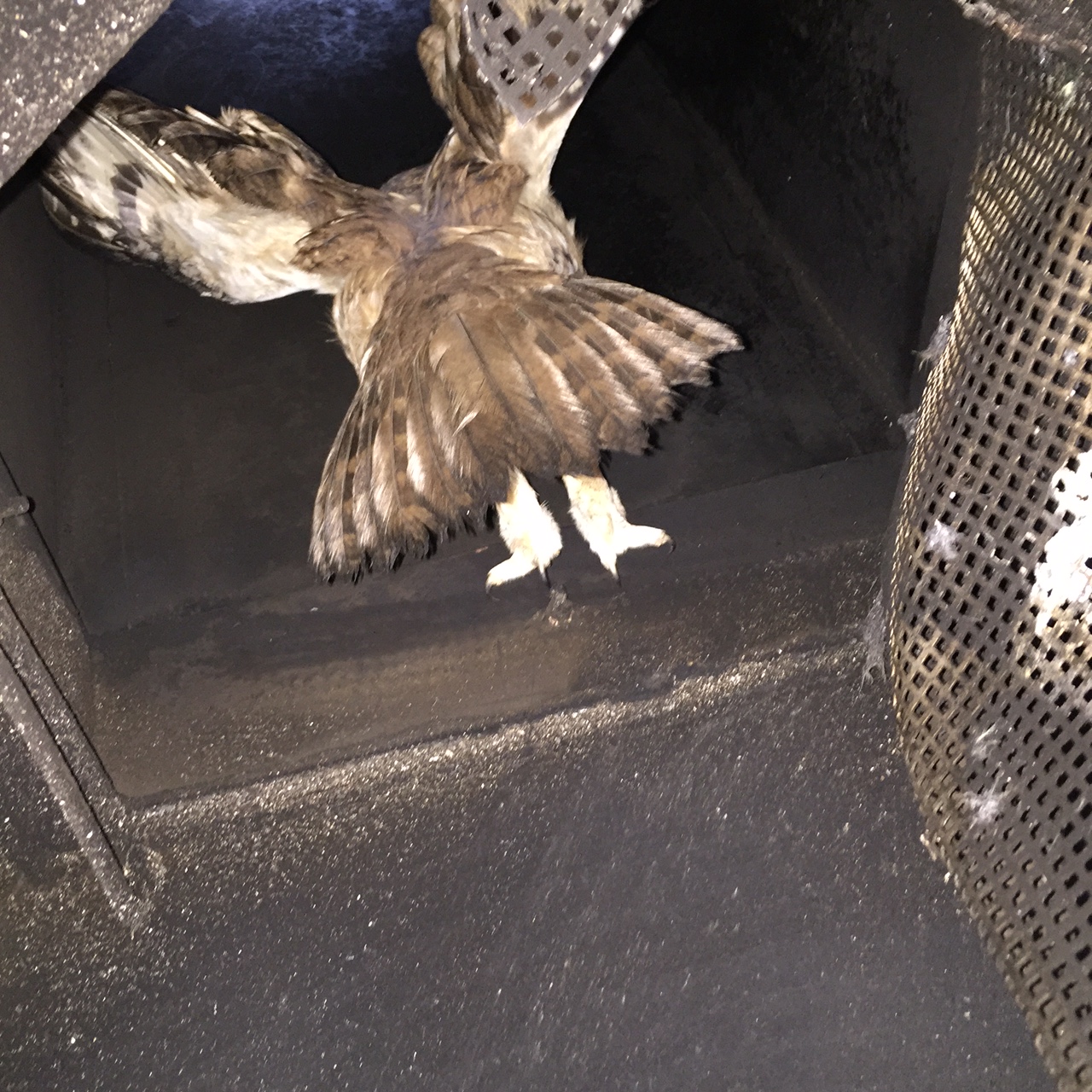 2016 bosuil 2 26 sept 2016 (2)