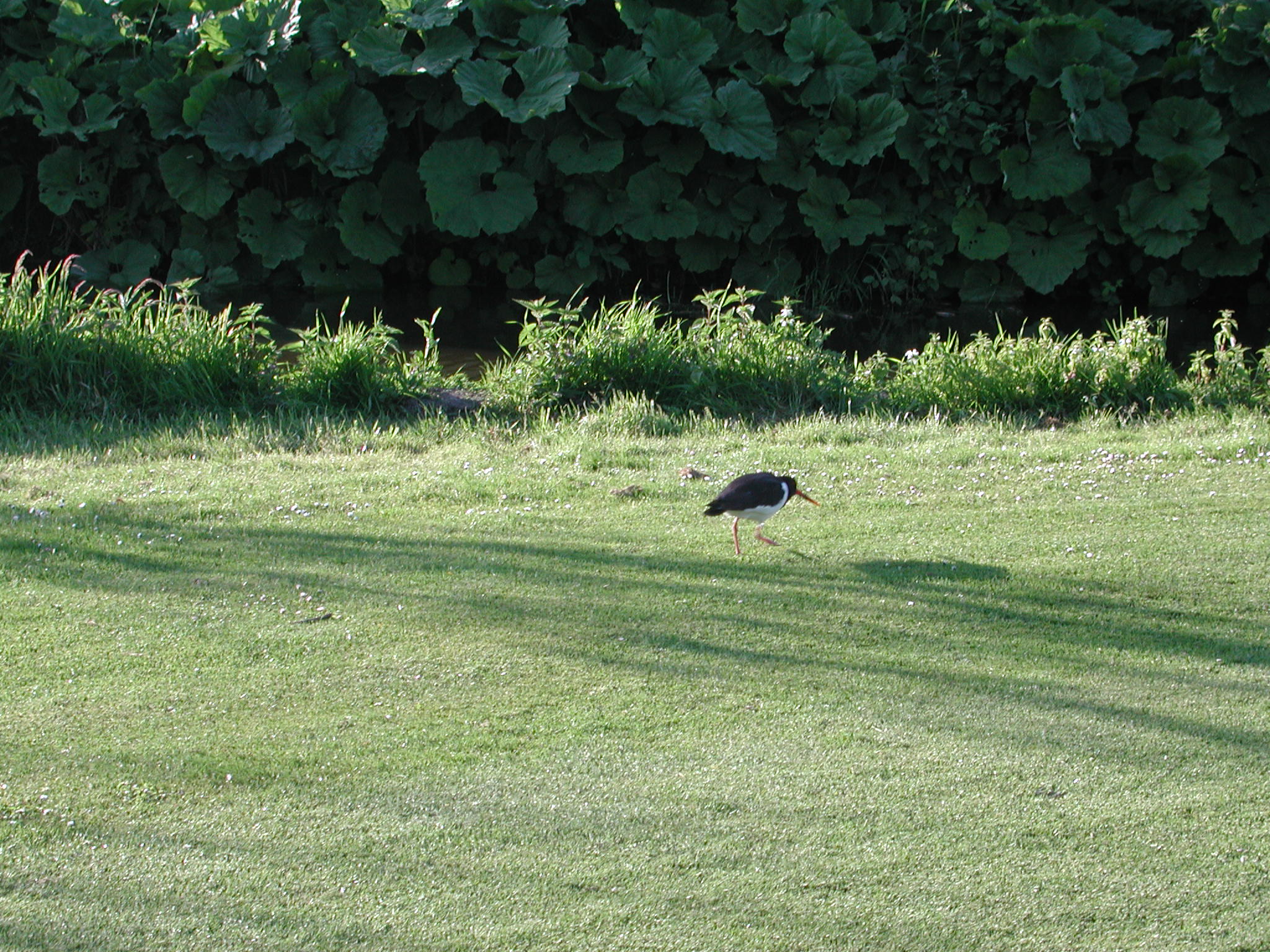 scholekster mei 2005