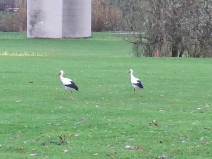 Ooievaars op golfbaan